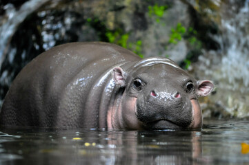 Pygmy Hippo Life in nature (Closeup) - obrazy, fototapety, plakaty