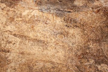 wood background. tree without bark