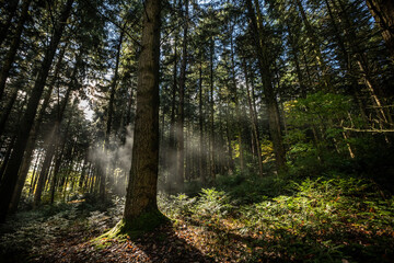 Obraz premium Forêt Alsace - France