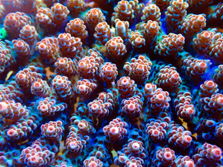 Corals
