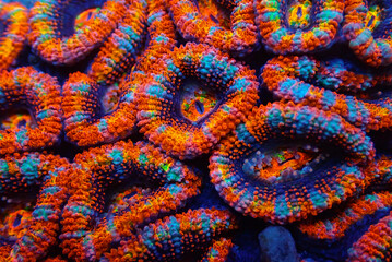 Corals