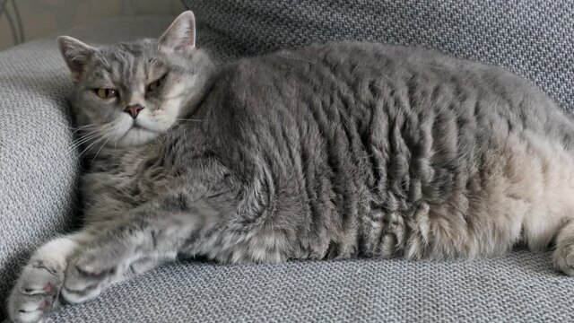 fat British cat sleeps on the sofa and looks