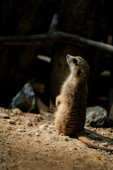 Meerkat's behavior during the day
