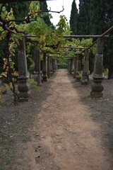 
A beautiful vineyard in the garden of the Mateus Palace in Portugal