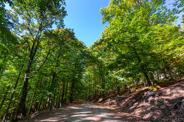 Obraz premium Mountain landscape with green chestnut trees and yellow and red ferns. Autumn photo in the mountains of Avila. Fall colors