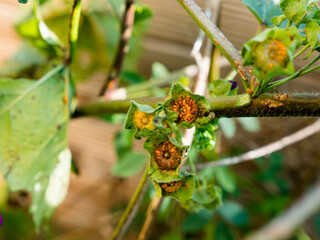 hollyhock rust, Puccinia malvacearum, pustules on the flower bud