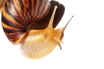 Giant African snail Achatina on white background. Achatina snail baby close up macro. Tropical snail Achatina fulica with shell.