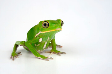 Waxy monkey tree frog // Warziger Lemurenfrosch (Phyllomedusa sauvagii)