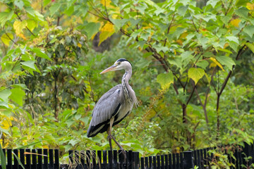 フェンスの上にとまったアオサギ