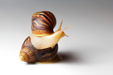 Giant African snail Achatina on white background. Two achatina snail baby close up macro. Tropical snail Achatina fulica with shell.