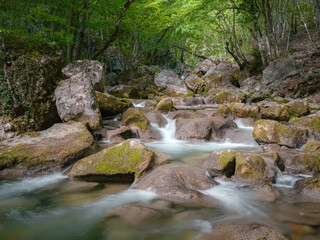 small river deep in the green forests