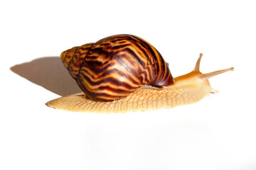 Giant African snail Achatina on white background. Achatina snail baby close up. Tropical snail Achatina fulica with shell.