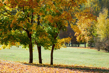 Fototapeta na wymiar Autumn sunny landscape. Yellow autumn maples and birches