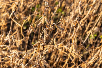 Soybeans pod macro. Harvest of soy beans - agriculture legumes plant. Soybean field - dry soyas pods
