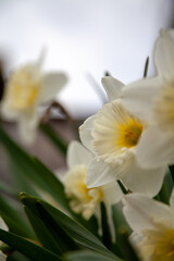 Fototapeta na wymiar Beautiful Daffodil Flower on Green Stalk