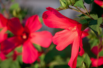 Fototapeta premium Beautiful purple hibiscus flower close up