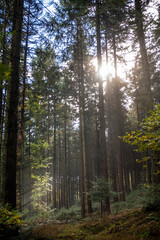 Obraz premium foret Alsace France