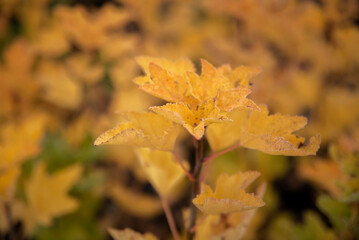 Żółte liście porzeczki czerwonej, sadzonki porzeczki przebarwione na złoto na jesień. Odmiana detvan - obrazy, fototapety, plakaty