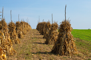 Dry corn stalks golden sheaves in empty grassy field after harvest cloudless blue sky copy space...