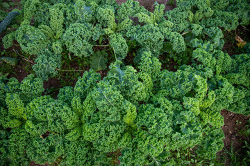 high angle view of rows of curly green kale in organic garden