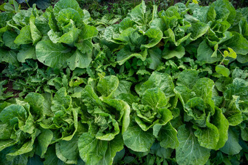 Rows of big green napa cabbage in an organic garden.