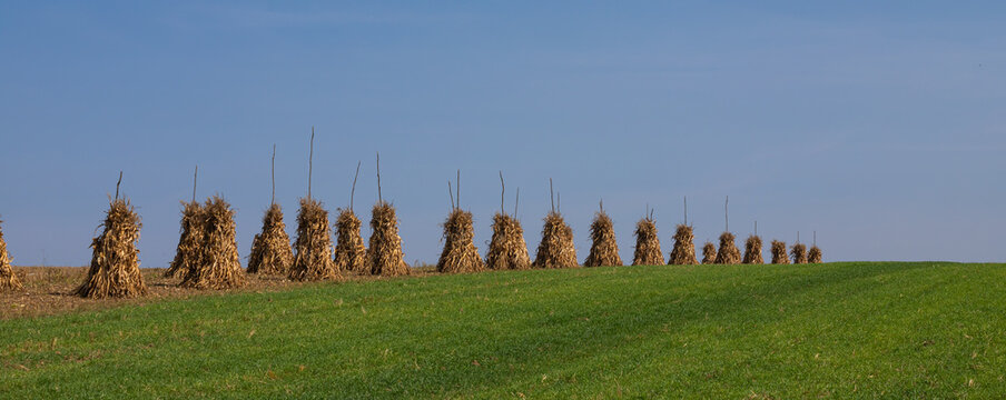 Dry corn stalks golden sheaves in empty grassy field after harvest cloudless blue sky copy space background at fall. Peaceful landscape, rural autumn panorama
