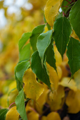 Liście dwóch różnych odmian pnącza mini kiwi, rosnących obok siebie, przebarwione na żółto na jesień - obrazy, fototapety, plakaty