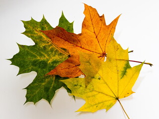 Bright yellow-green autumn leaves on a white background. texture
