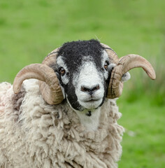 Portrait of a fine Swaledale Ram or male sheep with two curly horns.  Swaledale sheep are a breed...