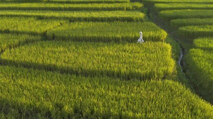 Young Woman Wearing Ao Dai Standing in Rice Paddy Vietnam