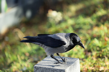 Czarna wrona siedzi na kamieniu w mieście. 