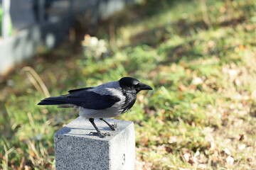 Czarna wrona siedzi na kamieniu w mieście. 