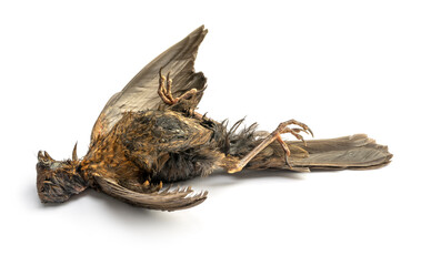Dead blackbird
