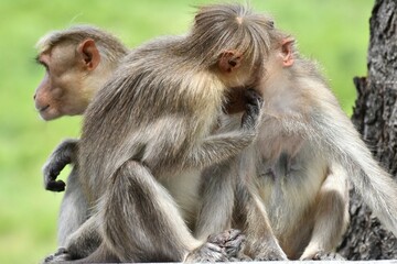 Kiss of love- Bonnet macaque monkey 