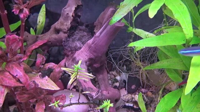 Paracheiron and Poecilia fishes swimming.
