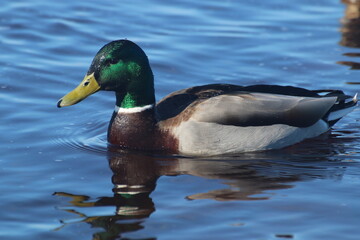 duck on the water