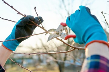 Spring seasonal gardening, pruning fruit trees with pruning shears
