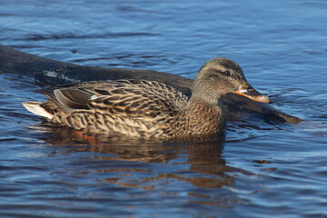 duck on the lake