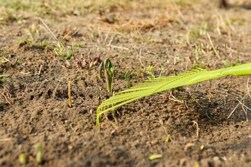 Spring cleaning of the garden with a rake from fallen leaves, dry grass