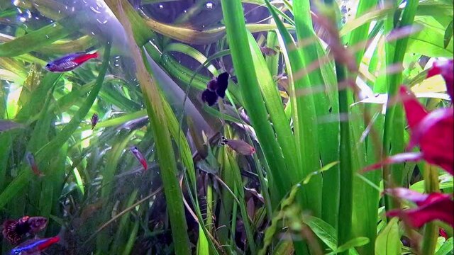 A school of fish swimming among plants.  