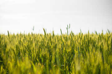 GREEN FIELD WITH WHEAT ON THE BLUE SKY