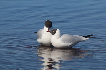 seagull on the water