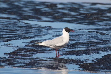 seagull on the wather