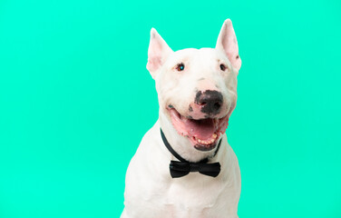 Obraz premium Young bull terrier dog over isolated background