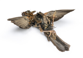 Dead blackbird