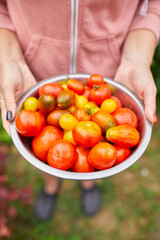 Farmer woman holding box full of fresh raw tomatoes in the hands. Woman holding harvested tomato, local food, delivery, harvesting agricultural product for online selling