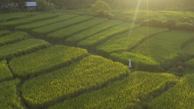 Young Woman Wearing Ao Dai Standing in Rice Paddy Vietnam