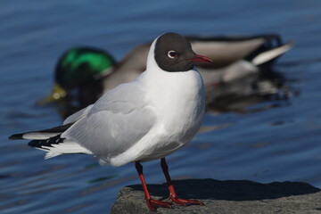seagull on the beach