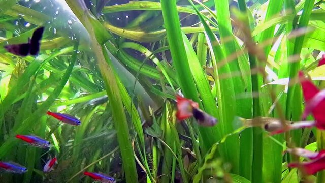 Fishes swimming among plants.  
