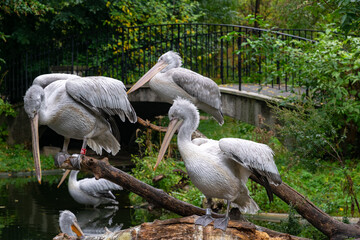 Flock of white noisy pelicans birds